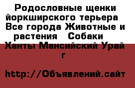 Родословные щенки йоркширского терьера - Все города Животные и растения » Собаки   . Ханты-Мансийский,Урай г.